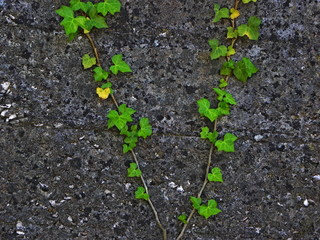 ivy on the wall