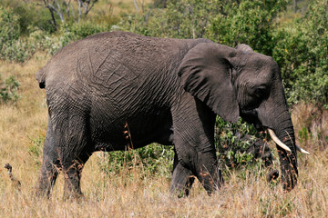 Naklejka na ściany i meble Big African elephant, Loxodonta africana, grazing in savannah in sunny day. Massai Mara Park, Kenya, Africa.