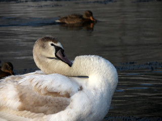 swan on lake