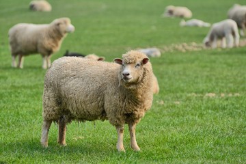 Ewe in an English field, rural scene.