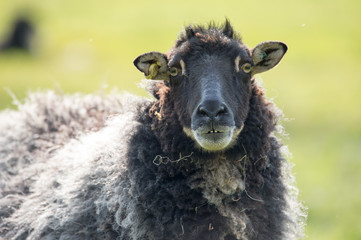 black sheep (badge) in a field with sun