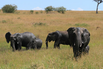 Fototapeta premium African elephant, Loxodonta africana, family take mud baths in sunny day. Massai Mara Park, Kenya, Africa.