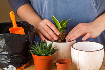 Woman's hands transplanting plant a into a new pot.