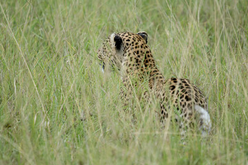 Portrait Leopard in serengeti in Tanzania