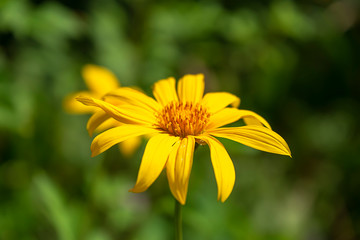 Yellow Mexican sunflower