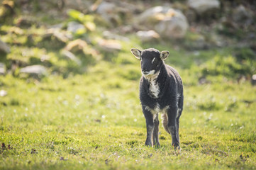black lambs (badge) in a field in sunny day