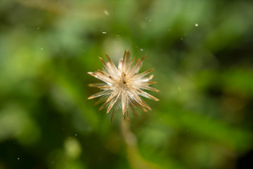 Soft focus the seeds of Coat buttons or Mexican daisy flower