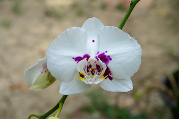 White orchid of Phalaenopsis flower.