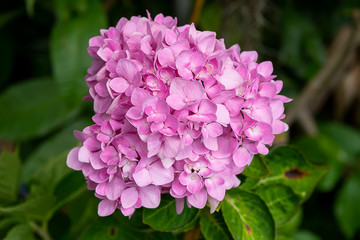 Obraz premium Pink Hydrangea flower.