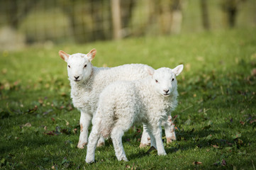 lambs in a field in sunny day
