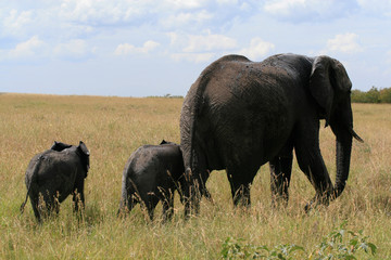 African elephant, Loxodonta africana, family grazing in savannah in sunny day. Massai Mara Park, Kenya, Africa.