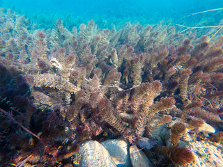 Fototapeta na wymiar underwater landscape with algae and blue water