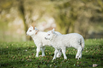 Obraz premium lambs in a field in sunny day