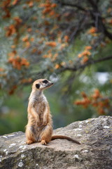 Fototapeta premium Meerkat - Suricata suricatta