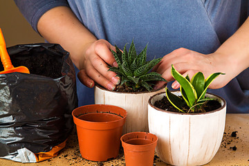 Woman's hands transplanting plant a into a new pot.