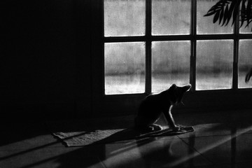 Cat in the darkness