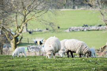 lambs walking in a field with the mother in sunny day