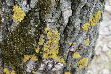 lichen on bark