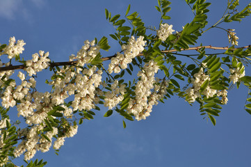 Acacia blossom white
