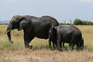 Fototapeta premium African elephant, Loxodonta africana, family grazing in savannah in sunny day. Massai Mara Park, Kenya, Africa.
