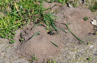 Sandbiene auf der Erde