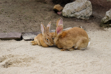 View of pair domestic brown Flemish giant rabbits