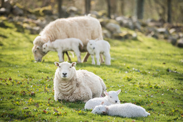 lambs in a field with the mother in sunny day