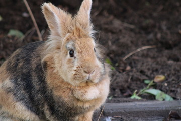furry pet rabbit