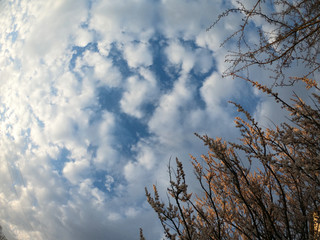 photo of blossoming tree brunch with white flowers on bokeh green background