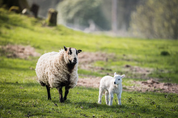 Fototapeta premium lambs walking in a field with the mother in sunny day