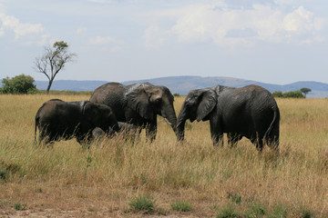 Fototapeta na wymiar African elephant, Loxodonta africana, family grazing in savannah in sunny day. Massai Mara Park, Kenya, Africa.