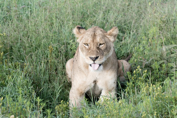 Lion in Serengeti