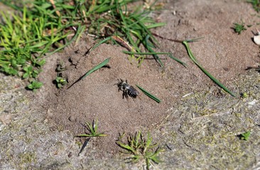 Sandbiene auf der Erde