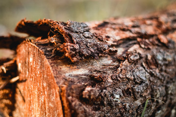 bark of a tree