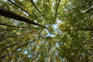 Forest looking up