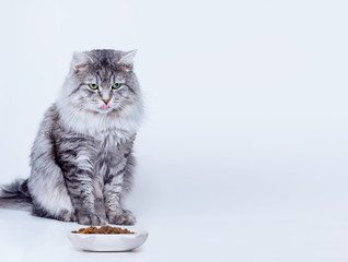 Beautiful lovely fluffy cat sitting next to a food bowl and licking lips on grey background. Funny large longhair gray tabby cute kitten with beautiful yellow eyes. Pets care concept. - Powered by Adobe