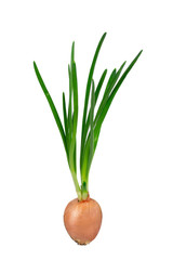 green onions on a white background. is isolated
