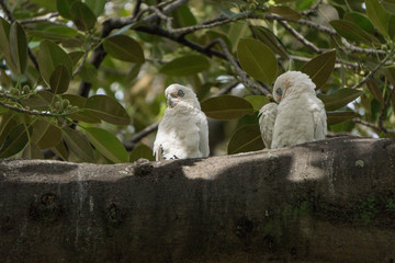 white parrot on a branch