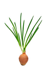 green onions on a white background. is isolated