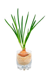 Green onions on a white background in a glass. isolate