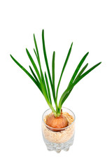green onions growing in a glass cup on a white background