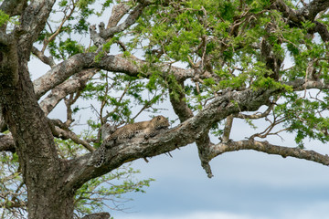Tree in Serengeti National Park