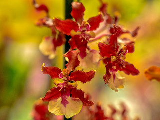 Colorful orchid flower. Floral background