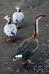 Dirrefent birds in the zoo