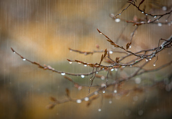 Herbst Regen