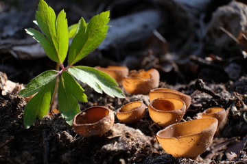 Grzyb twardnica bulwiasta 