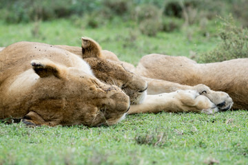 Lion in Serengeti