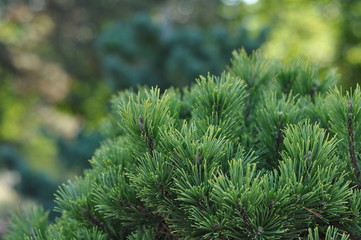 pine branch with cones