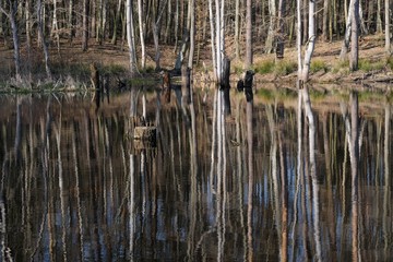 Odbicie pni drzew w jeziorze © Iwona