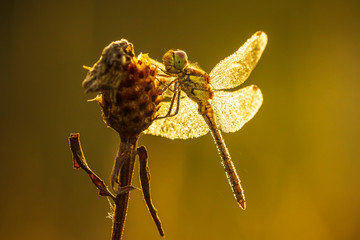Common Darter dragonfly Sympetrum striolatum drying wings